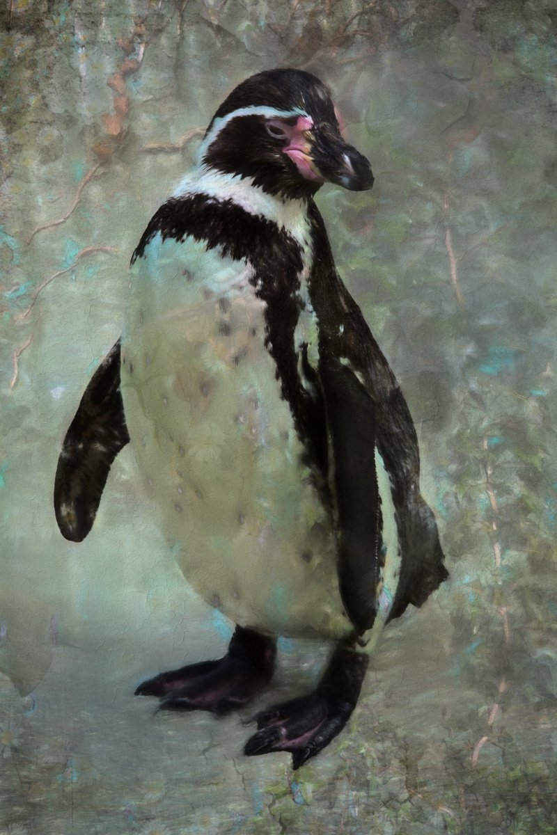 Impressionistic Animal Photograph By Paul Nash, 16 X 24", Textured Penguin, Original Artwork