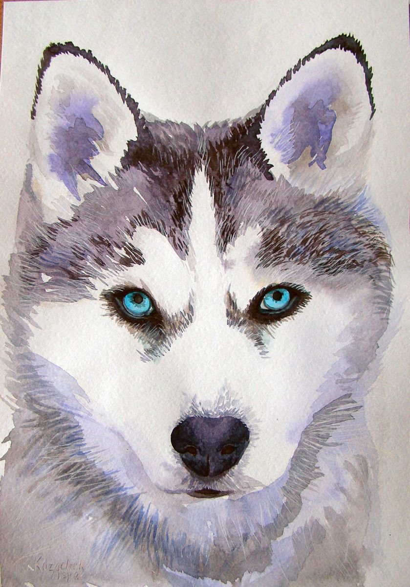 Husky. (2017) Ink drawing by Asya Kozachek Artfinder