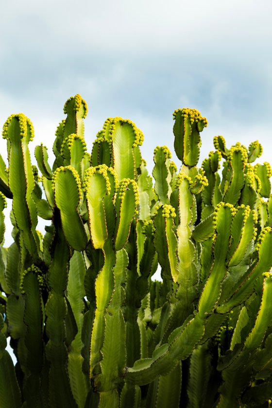 Blooming Cactus