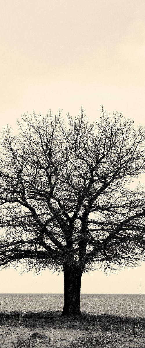 Sometimes a Tree is Just a Tree by Robert Tolchin