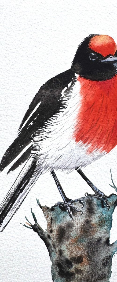 Red-capped Robin by Yuliia Sharapova