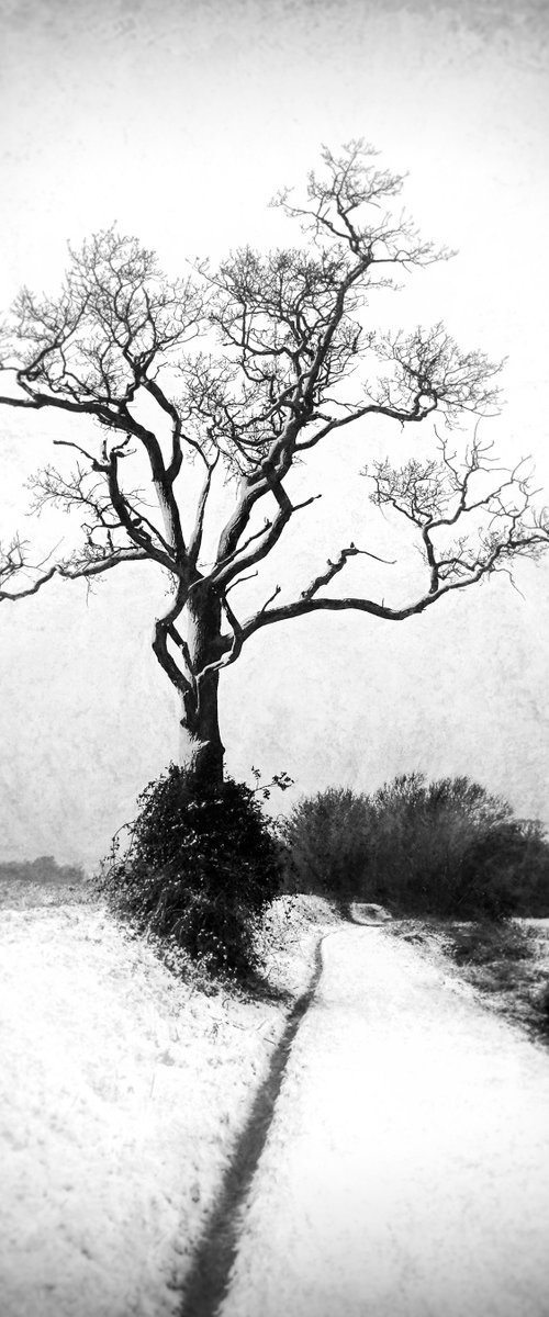 Snow, Path and Tree by Martin  Fry