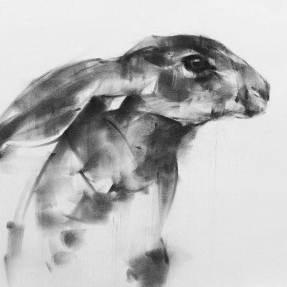 Hare