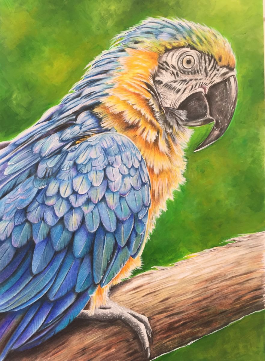 Impressionistic Painting , Blue And Gold Macaw By Karen Elaine Evans, 11 X 14, Artwork For Sale On Artfinder