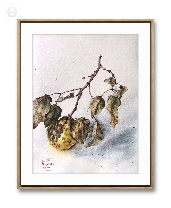 Branche de coing, 2