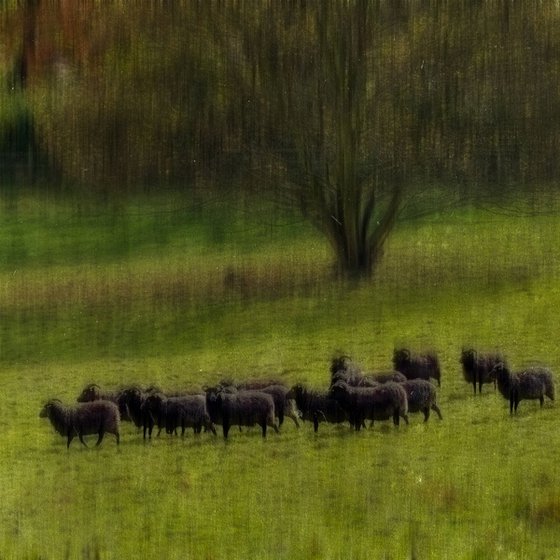 Black Sheep Limited Edition 1/50 10x10 inch Photographic Print.