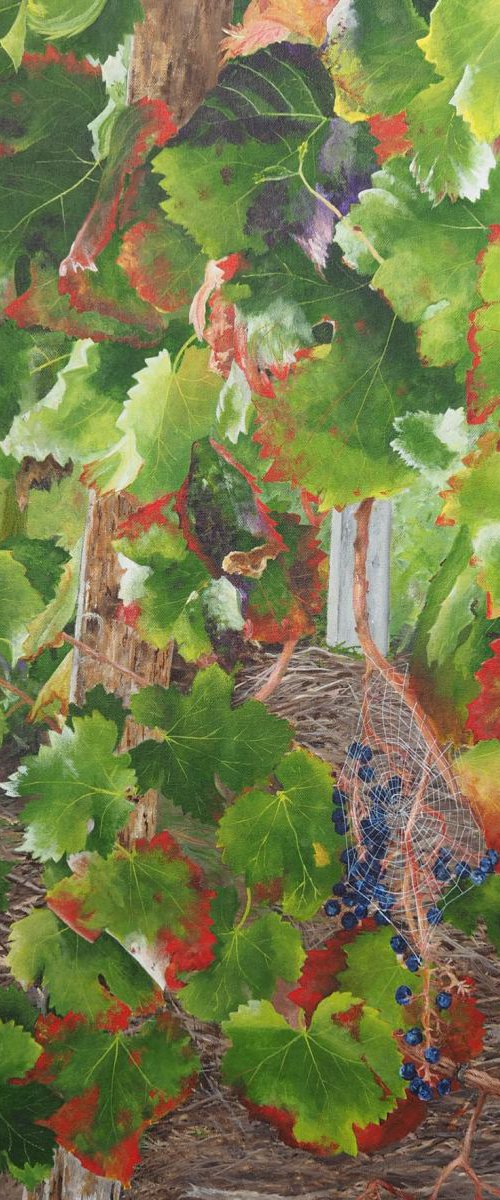 Bordeaux Vineyard 1 by Steven Fleit