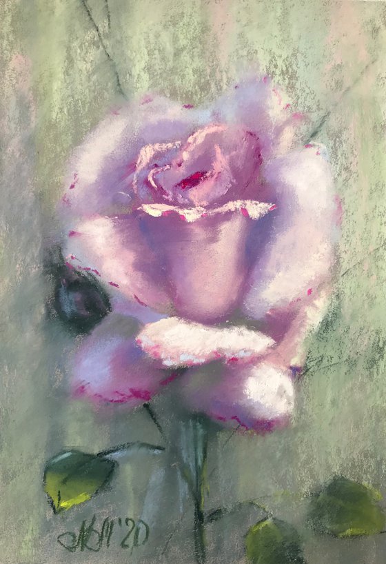 Portrait of a Rose, set of 3