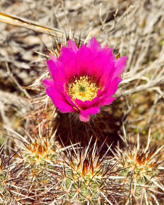 CACTUS FLOWER Palm Springs CA