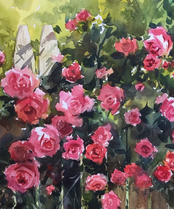 Rose Garden 2