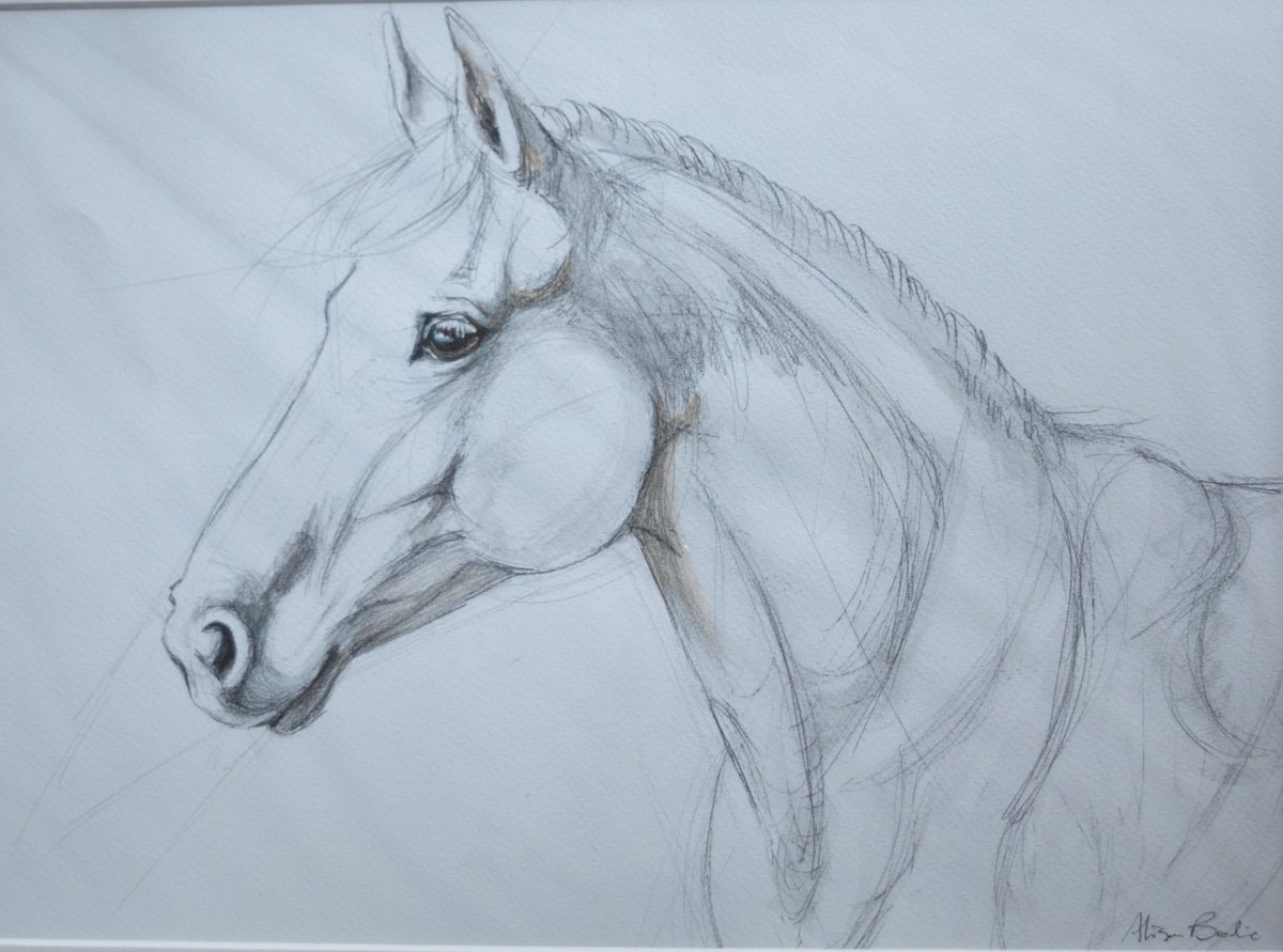 Horse portrait by Alison Brodie