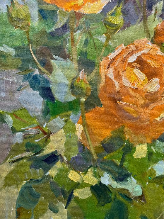 Apricot Roses
