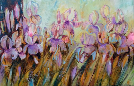 My irises