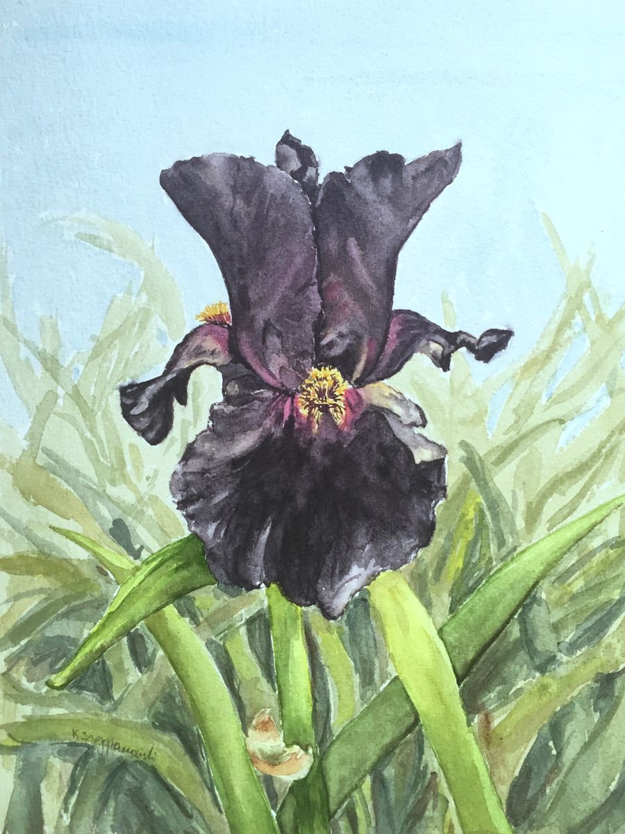 Black iris by Krystyna Szczepanowski