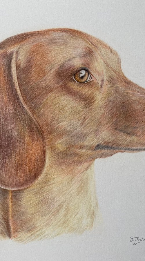 Dachshund drawing by Bethany Taylor