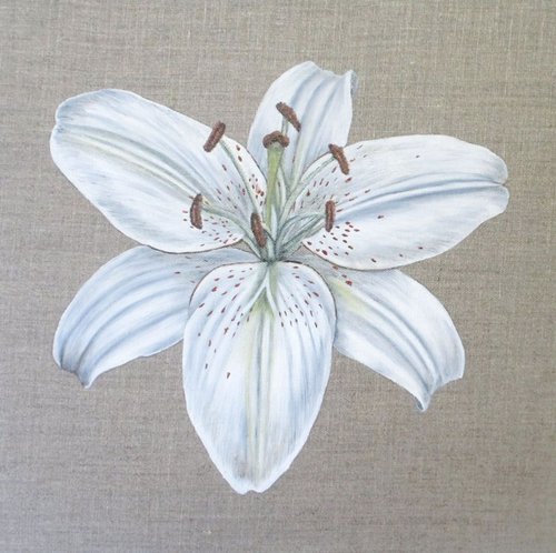 White Lily 2 by Angela Stanbridge