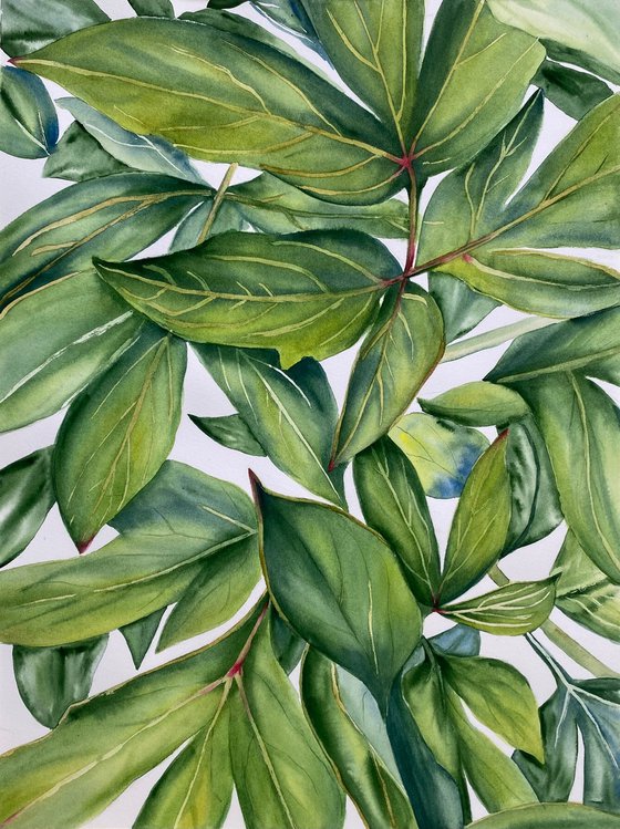Green Peony Leaves