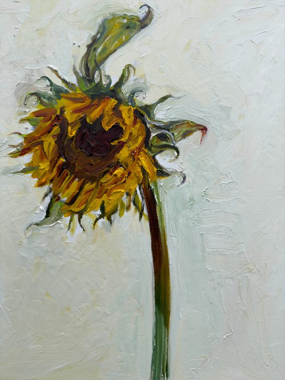 Sunflower 1