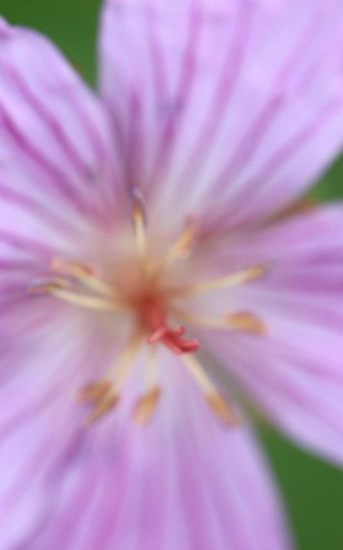 Bursting by Kevin Cloughley