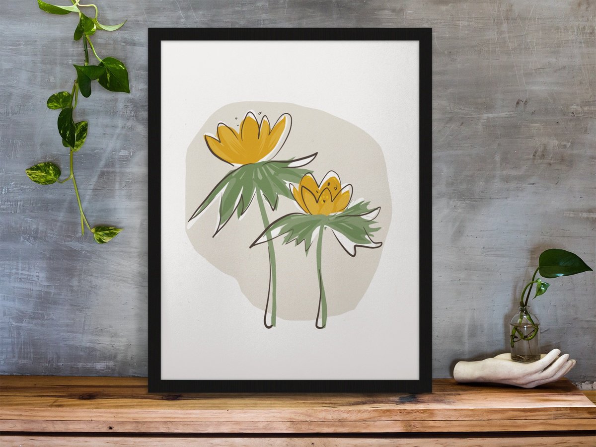 Botanical Giclee Print By Emma Evans-Freke, 12 X 17, A Spring Aconite Flower, Original Artwork