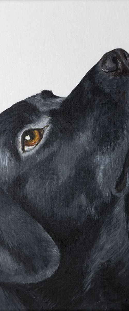 Labrador 2 by Amy Devlin