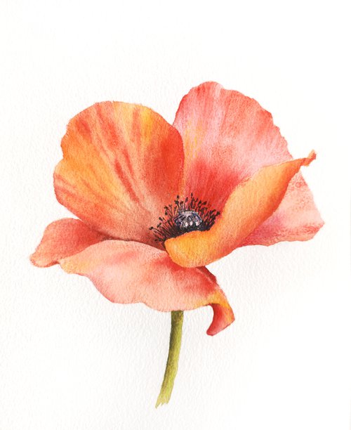 Red flower, watercolor poppy flower, small floral wall art by Olga Grigo