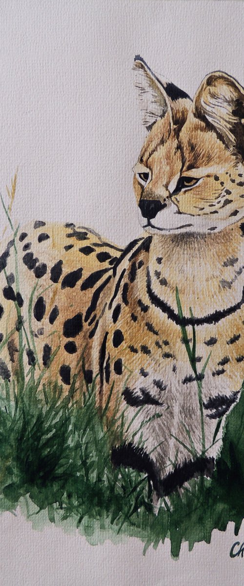 Serval by Kakajan Charyyev