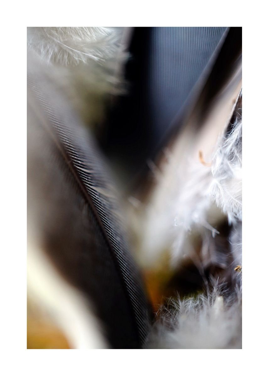 Abstract Nature Photography 61 (LIMITED EDITION OF 15) by Richard Vloemans