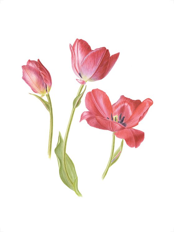 Red Tulips