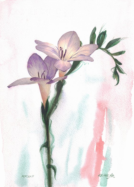 Flowers II - Freesia