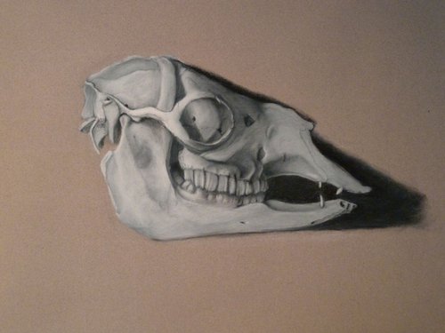 Llama Skull by Elizabeth B. Tucker
