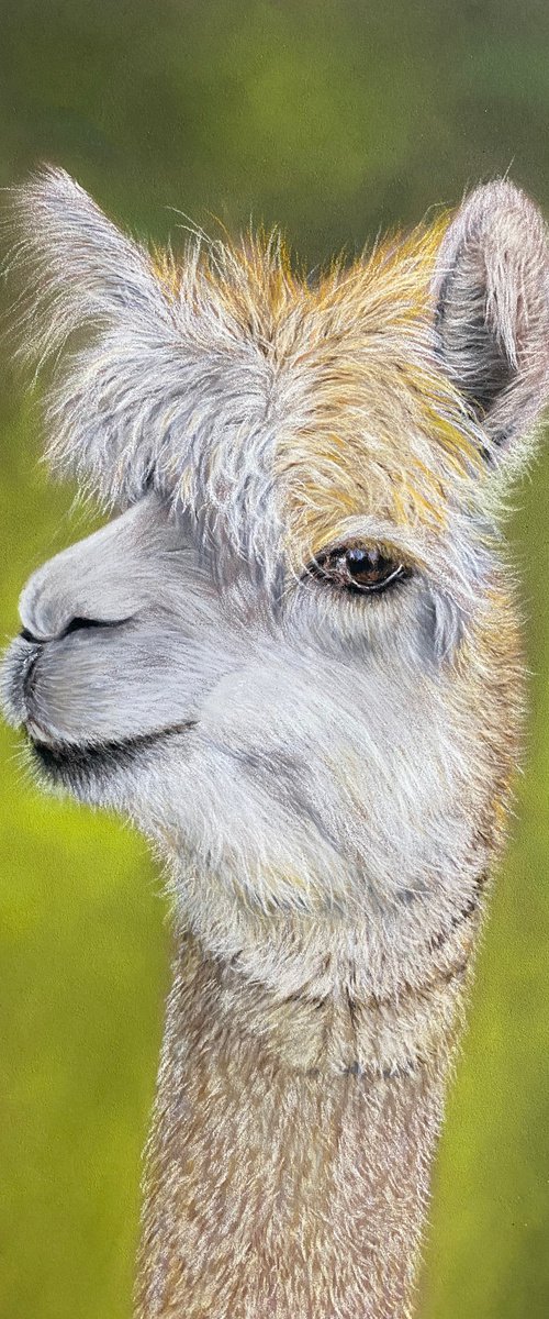 Alpaca in pastels by Maxine Taylor