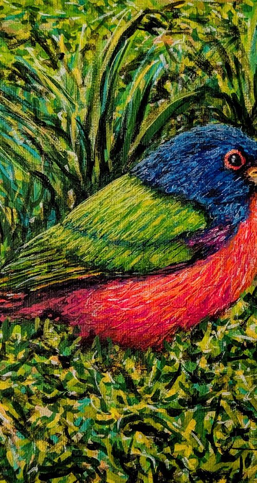 Painted Bunting by Robbie Potter