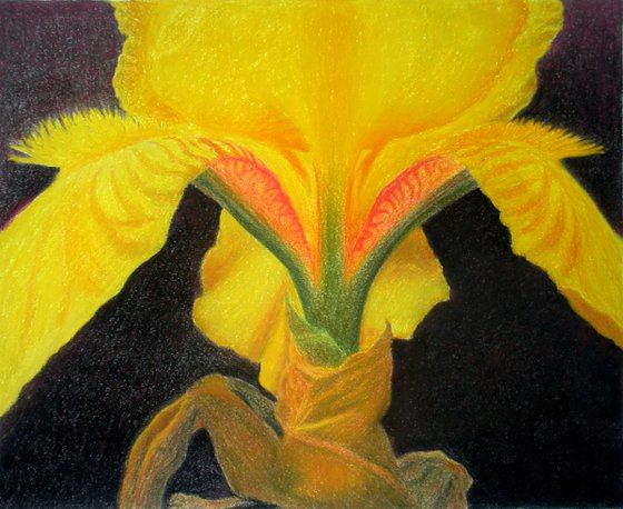 PORTRAIT OF AN IRIS