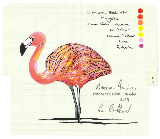Birds of North America: American Flamingo