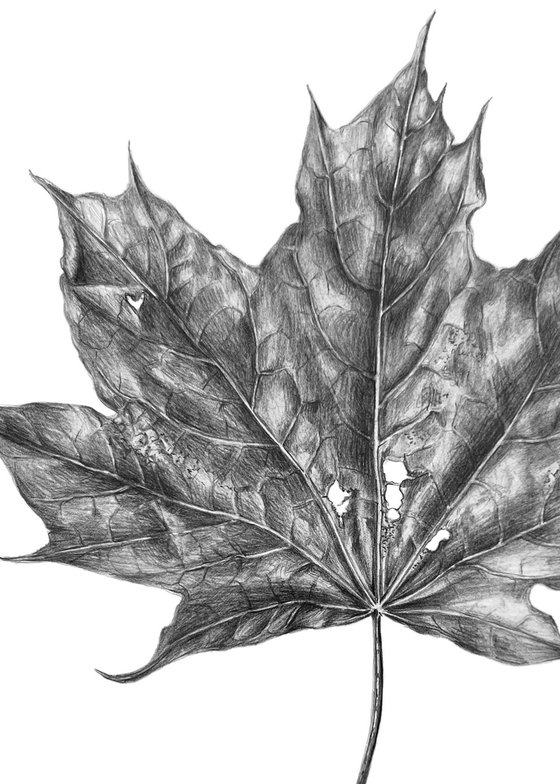 Maple leaf