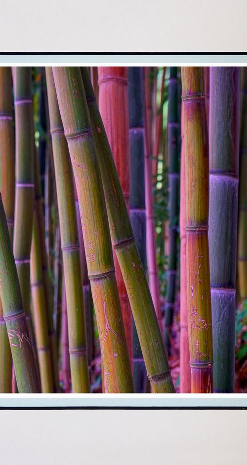 The Old Bamboo by Robin Clarke