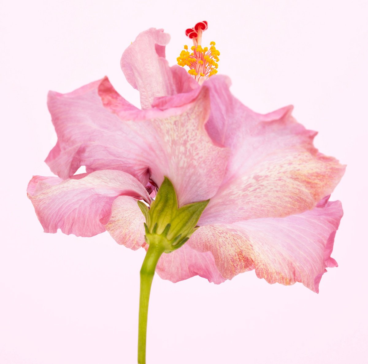 Photorealistic Botanical Photograph By Andrew Lever, 50 X 50, Pink Twirling Hibiscus, Original Artwork