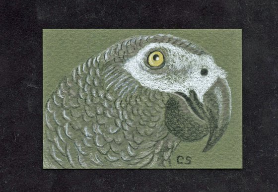 ACEO ATC Original Drawing African Grey Parrot Pet Bird Art-Carla Smale