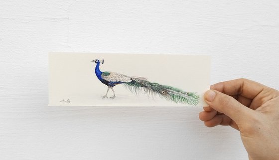 Peacock Miniature Art II