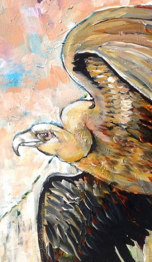 Griffon Vulture (Gyps fulvus) by Chris Walker