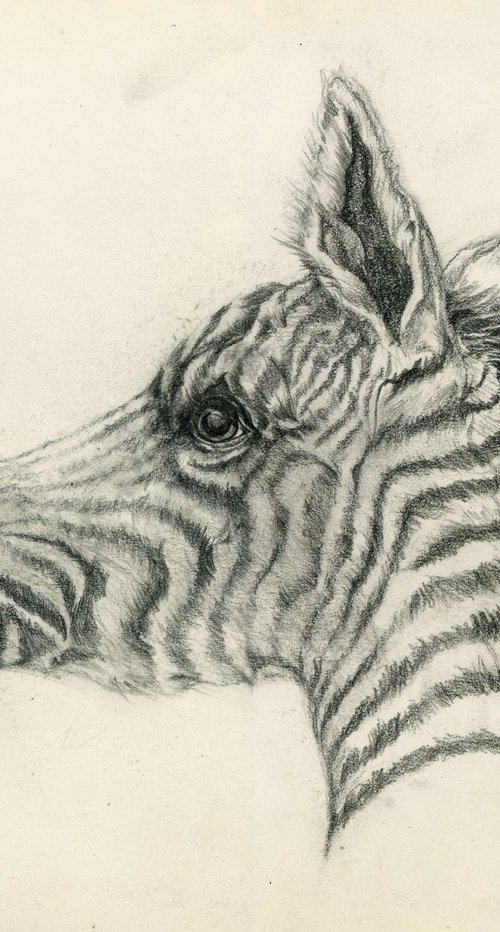 baby zebra drawing by Alfred  Ng