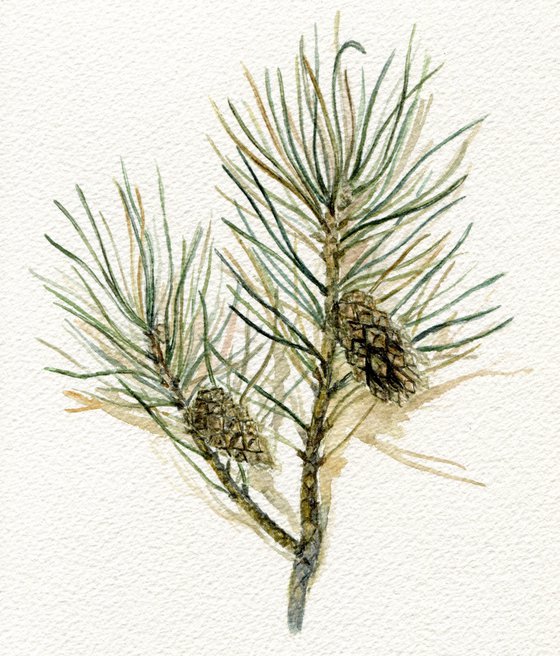 Pine branch watercolor painting