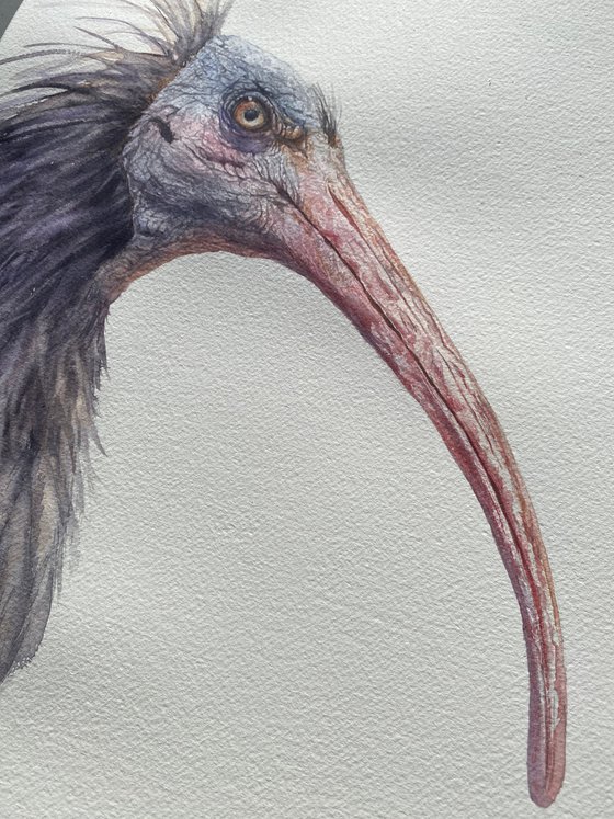 Northern bald Ibis 2