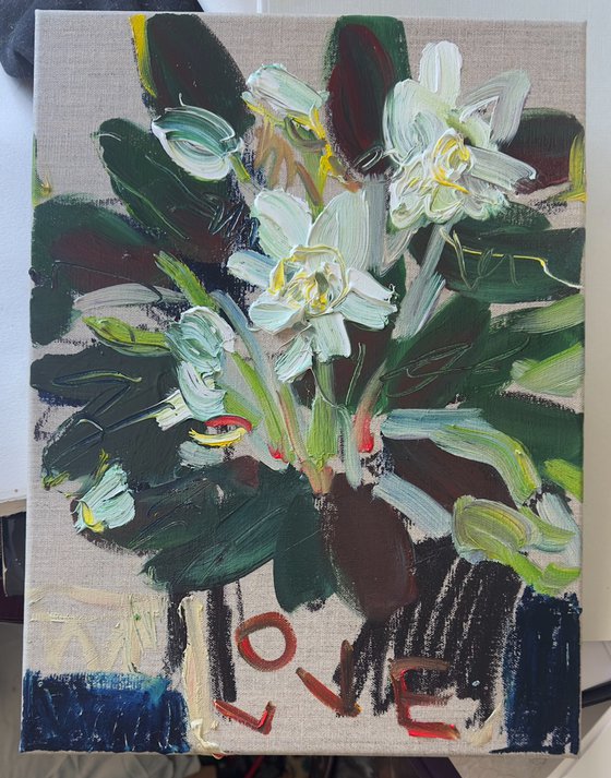 Hellebore. Love