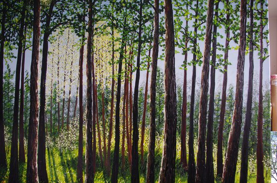 Autumn Forest Light