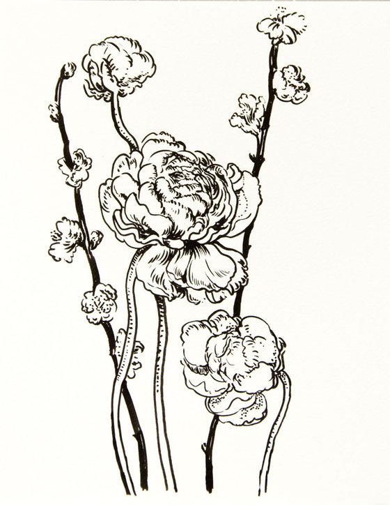 Ranunculus and sakura drawing 2