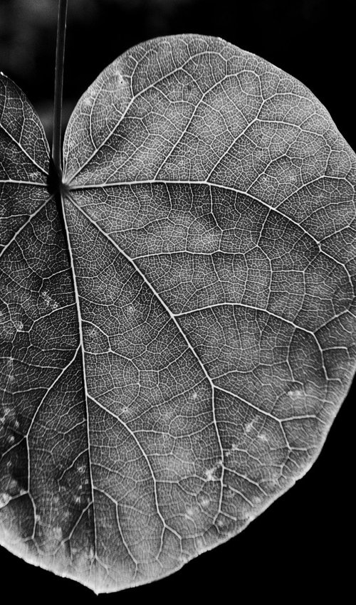 Leaf Veins V [Unframed; also available framed] by Charles Brabin