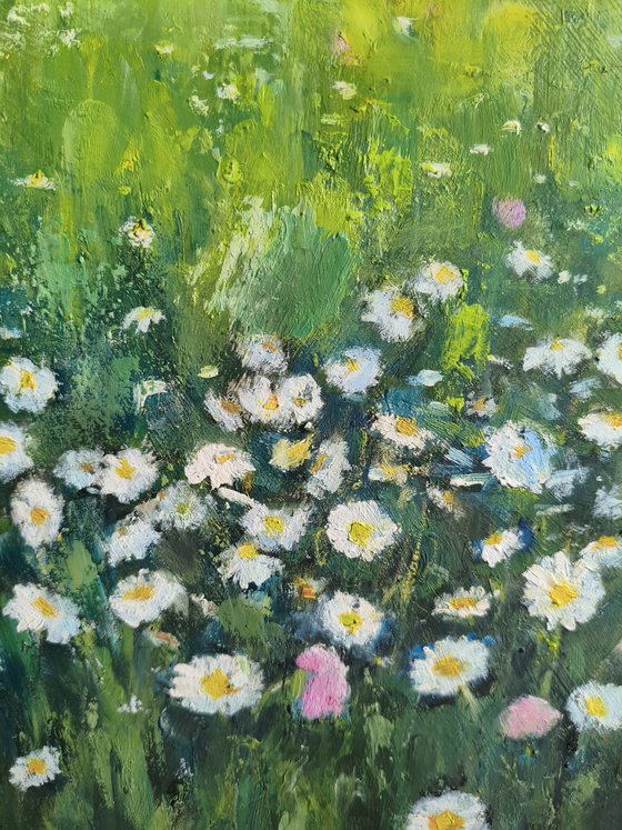Field of daisies