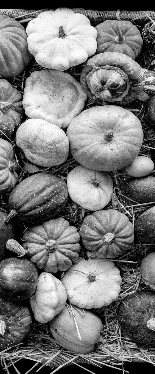 English Squash Basket by Stephen Hodgetts Photography